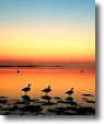 Three birds of a feather at Jones Beach - Photo by Patty Mueller